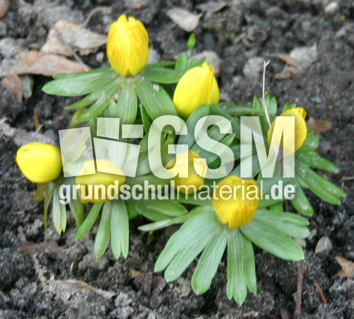 Winterling-1.jpg